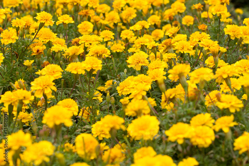 Yellow Marigolds flower (Tagetes erecta Mexican marigold Aztec marigold African marigold)