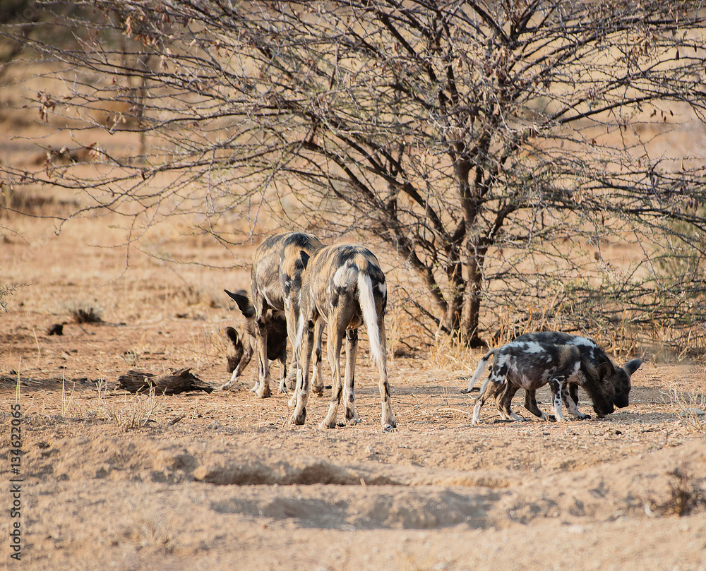 Fototapeta premium Afrikanische Wildhunde im Etosha-Nationalpark in Namibia Südafrika