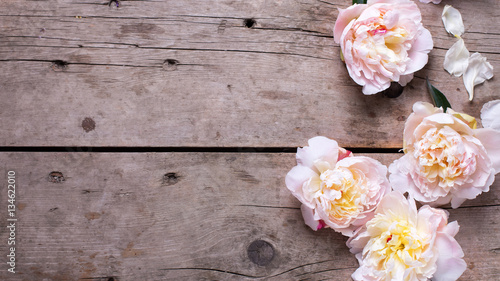 Fresh  pink peonies flowers on aged wooden background.