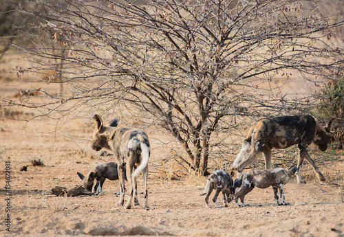 Afrikanische Wildhunde im Etosha-Nationalpark in Namibia S  dafrika