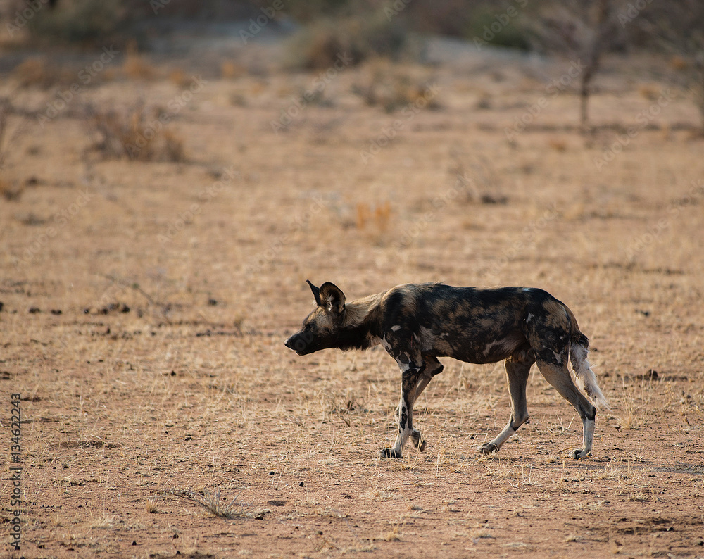 Afrikanische Wildhunde im Etosha-Nationalpark in Namibia Südafrika Afrikanische Wildhunde im Etosha-Nationalpark in Namibia Südafrika