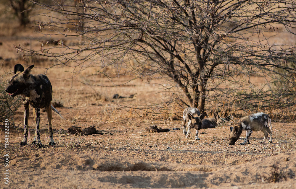 Afrikanische Wildhunde im Etosha-Nationalpark in Namibia Südafrika Afrikanische Wildhunde im Etosha-Nationalpark in Namibia Südafrika