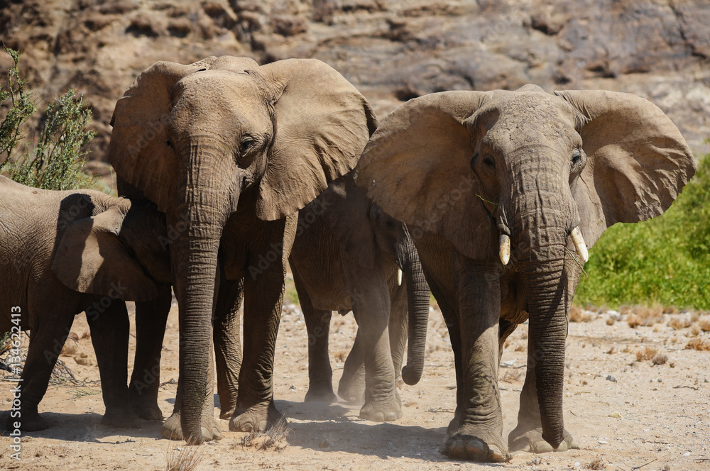 Elefanten im Etosha-Nationalpark in Namibia Südafrika