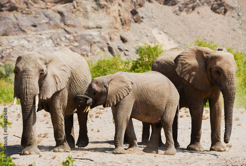 Elefanten im Etosha-Nationalpark in Namibia Südafrika