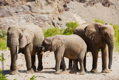 Elefanten im Etosha-Nationalpark in Namibia S  dafrika