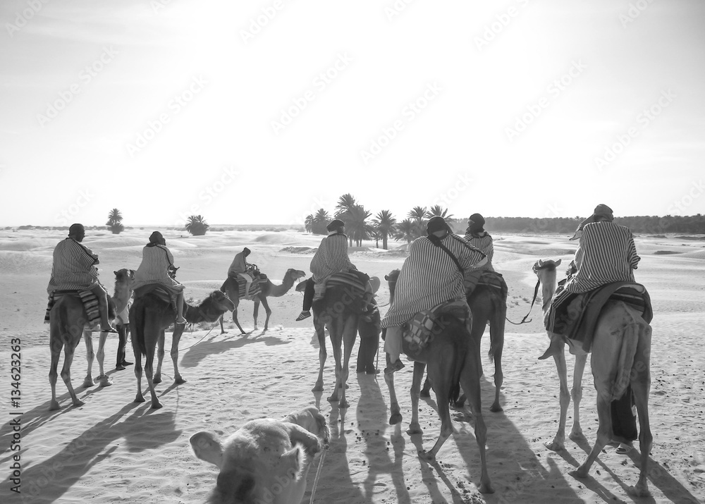 People move on camels in the desert at sunset.