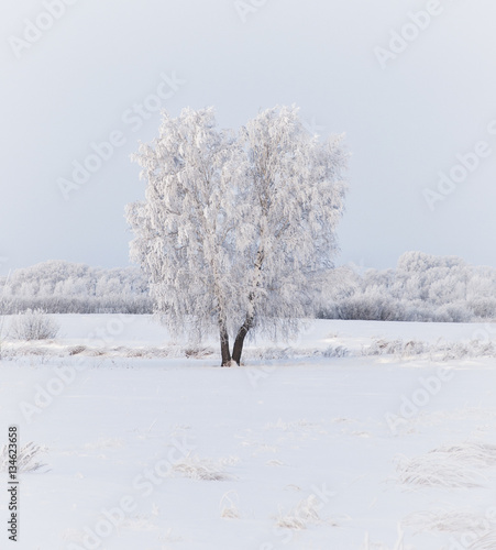 Winter forest nature snowy landscape outdoor background.