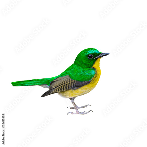 Colorful bird isolated with white background. © Narupon