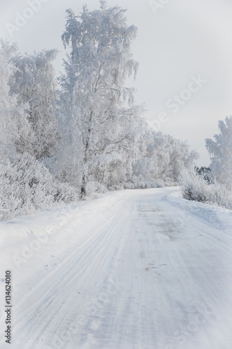 Winter russian forest snow road