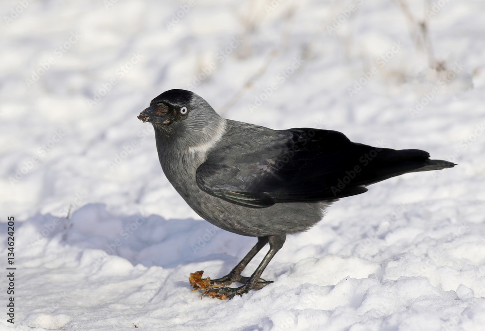 Fototapeta premium Jackdaw on snow, Corvus monedula