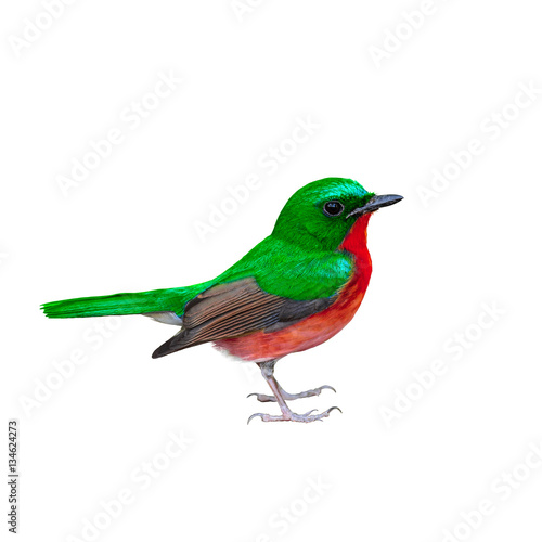 Colorful bird isolated with white background.