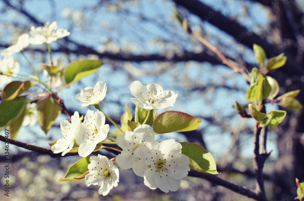 Obraz premium White Buds in a Tree