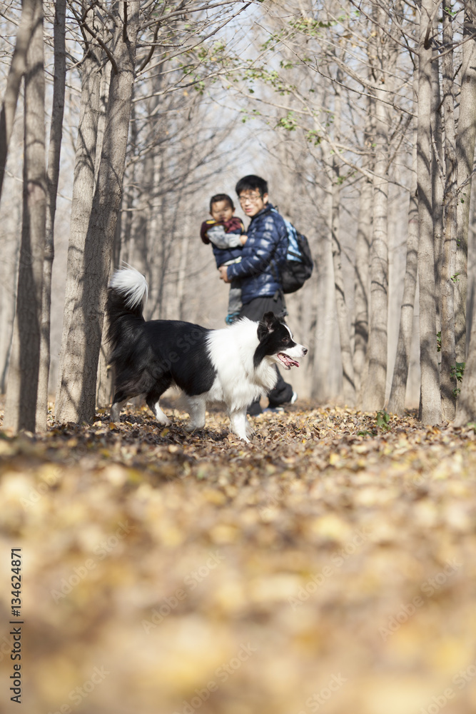 Chinese father and son playing in ginkgo woods Chinese father and son playing in ginkgo woods