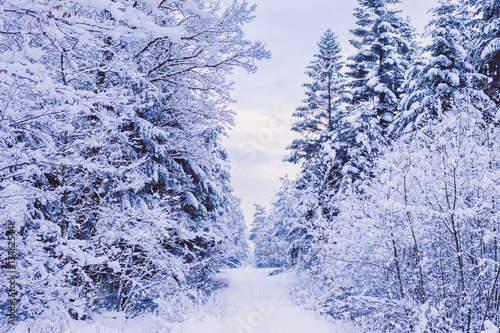 Road through frozen forest with snow. © Snowboy