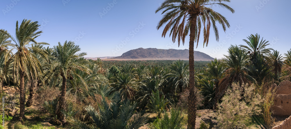Fototapeta premium Panoramic view over oasis of date palms, Figuig, Morocco