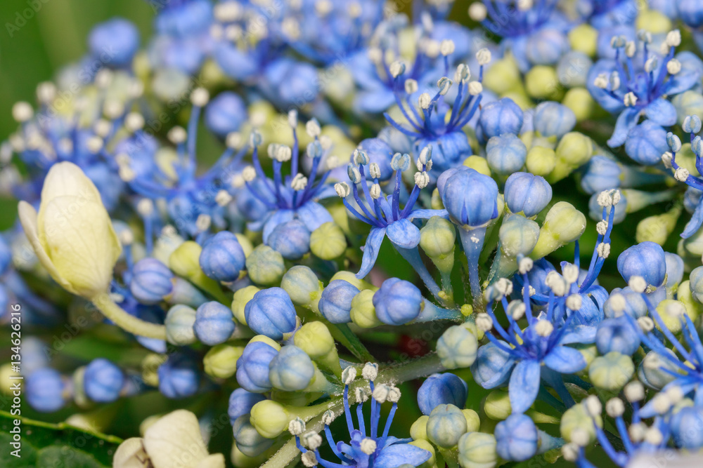 紫陽花の蕾 Stock Photo Adobe Stock