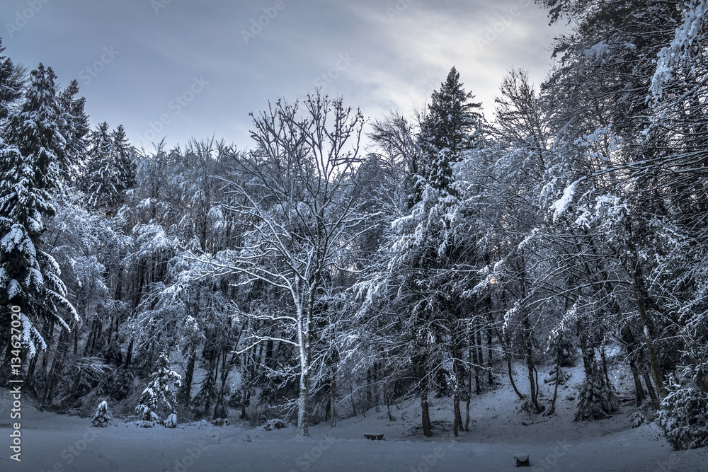 Landscape of forest in winter Landscape of forest in winter