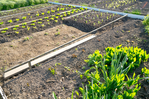 Fresh young green lettuce plants with upcomming flower blossoming in the foreground  on a sunny vegetable garden patch photo