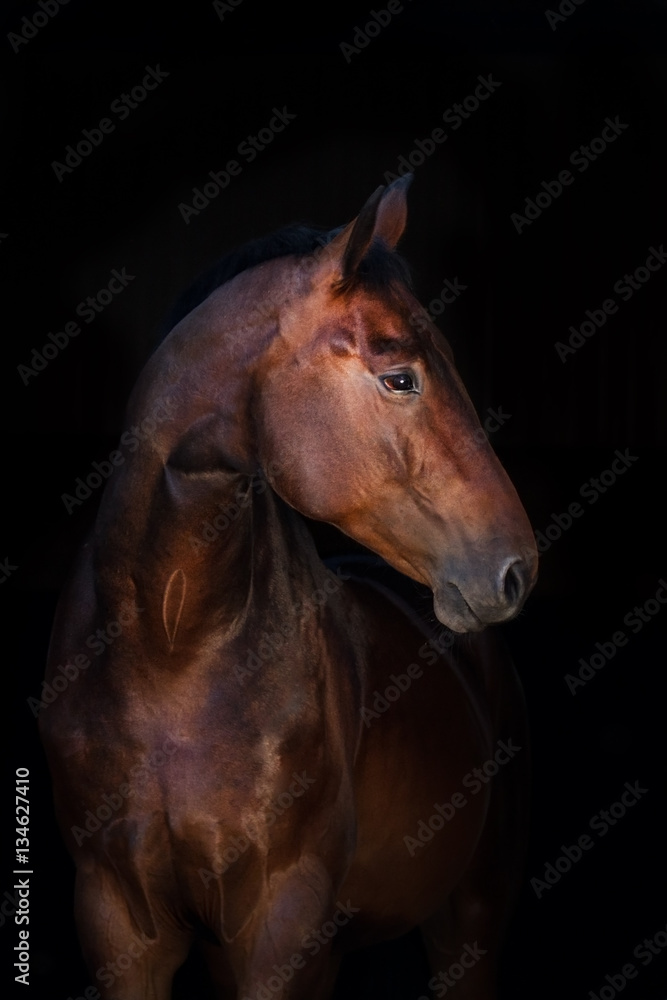 Fototapeta premium Portret konia na białym tle na czarnym tle