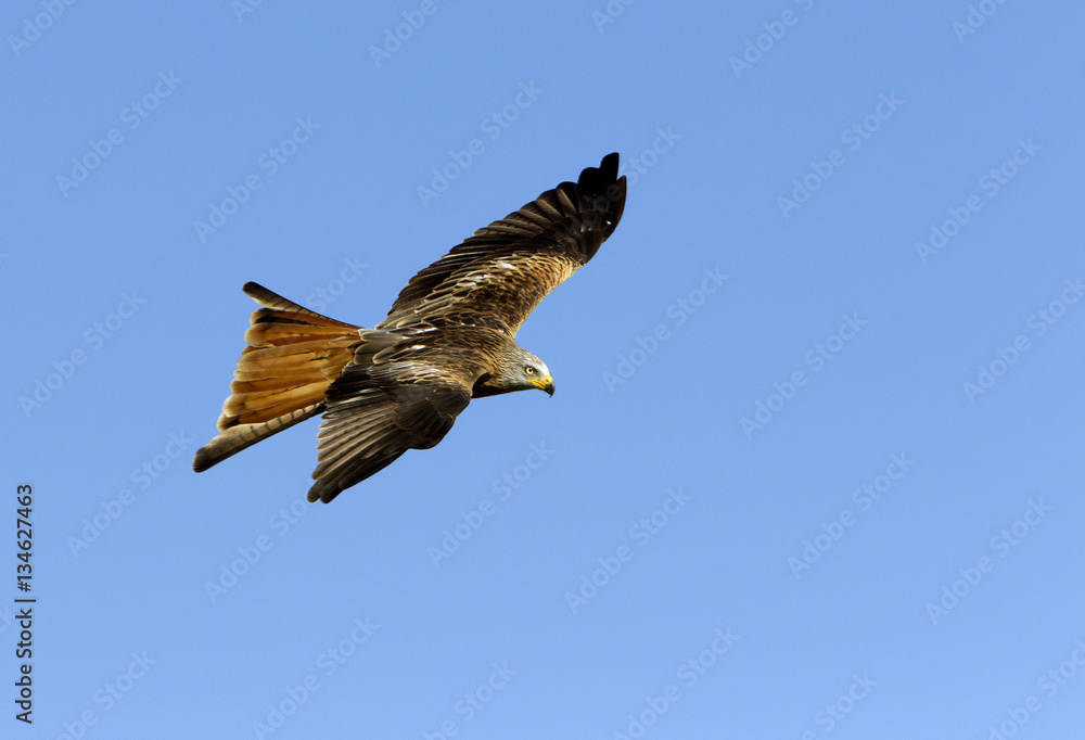 Obraz premium Adlult of Red kite fying. Milvus milvus.
