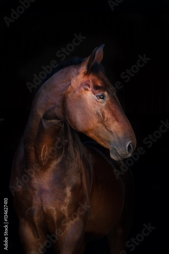 Horse portrait isolated on black background