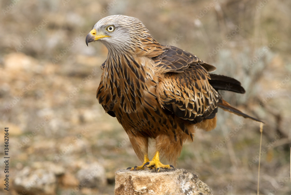 Fototapeta premium Adult of Red kite. Milvus milvus.