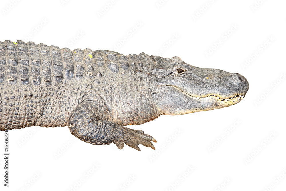 Obraz premium Crocodile on white background
