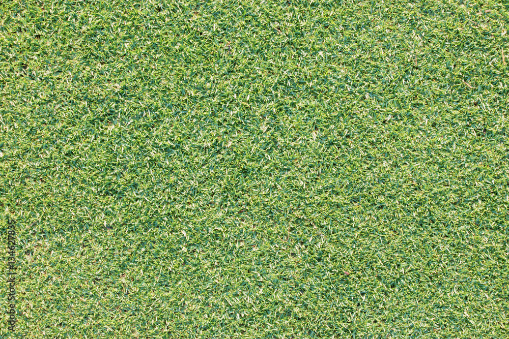 Fototapeta premium Real green grass background texture in the bright morning