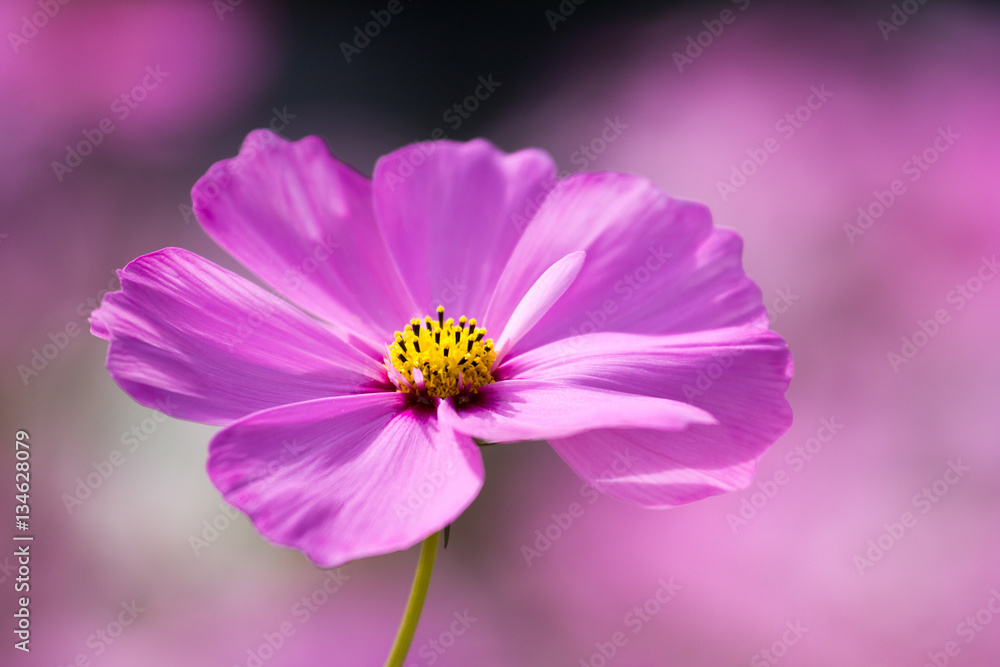 closeup pink cosmos flower