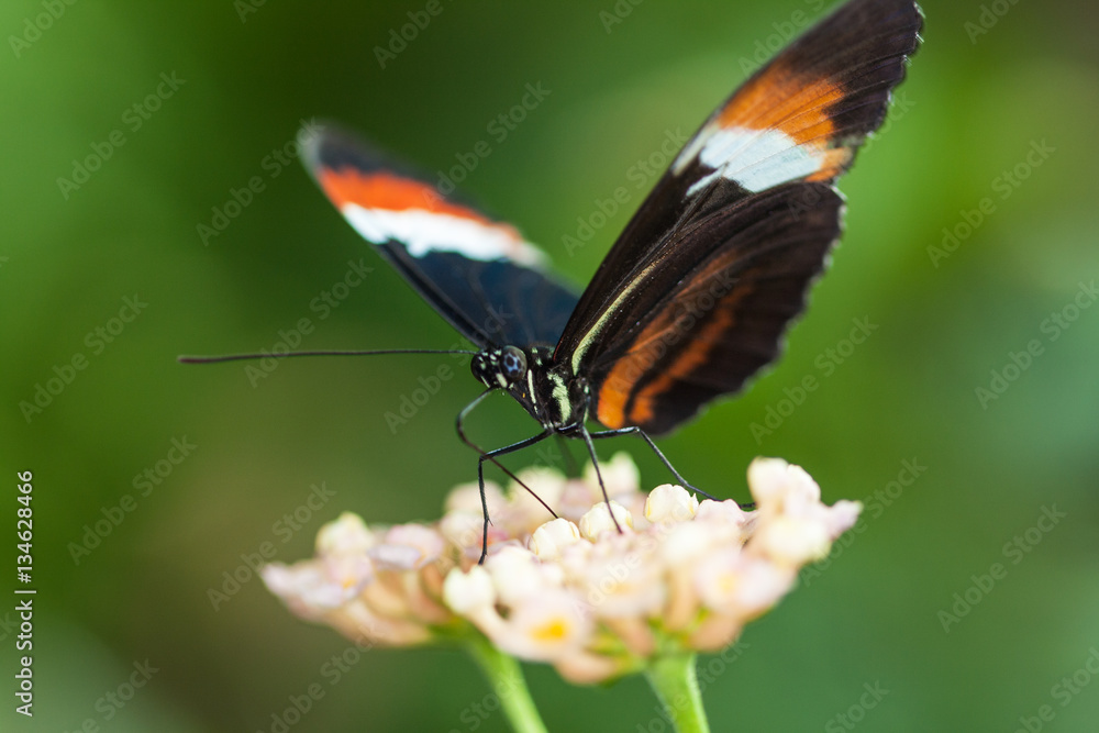 Fototapeta premium Papillon Heliconius erato sur une feuille