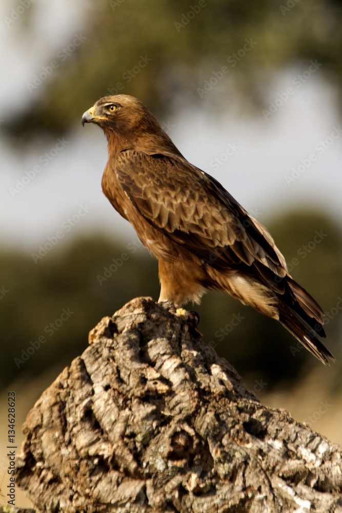 Adult male of Booted eagle. dark morph . Aquila pennata Adult male of Booted eagle. dark morph . Aquila pennata