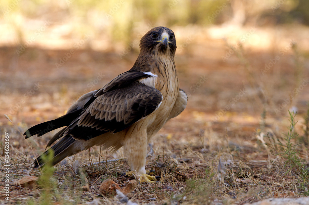 Fototapeta premium Two-month-old female of Booted eagle. Pale morph. Aquila pennata