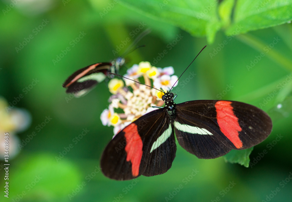 Fototapeta premium Papilln Heliconius erato sur une feuille