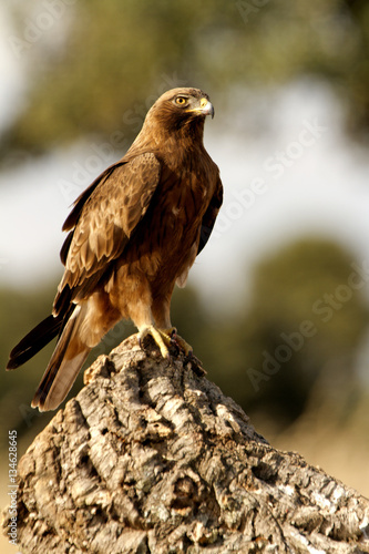 Adult male of Booted eagle. dark morph . Aquila pennata