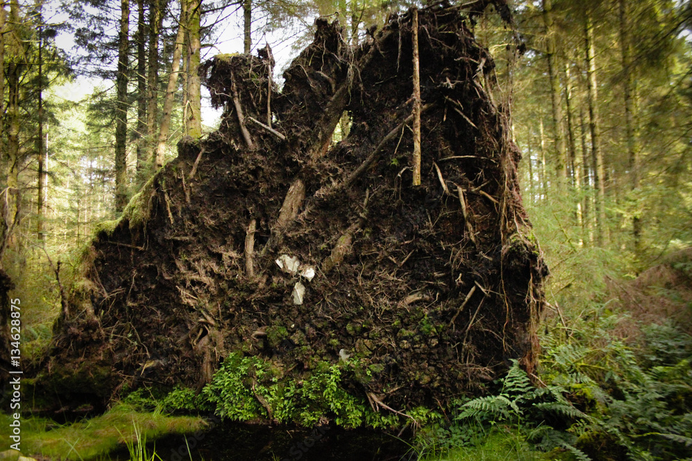 Uprooted. fallen pine tree in forest, spring time, Laurieston Woods, Dumfries and Galloway, Scotland Uprooted. fallen pine tree in forest, spring time, Laurieston Woods, Dumfries and Galloway, Scotland