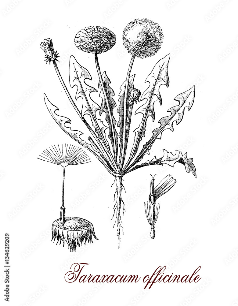 Obraz premium Taraxacum officinale or common dandelium, botanical vintage engraving. The yellow flowers turn in round balls or fruits dispersed with the wind known as blowballs or clocks