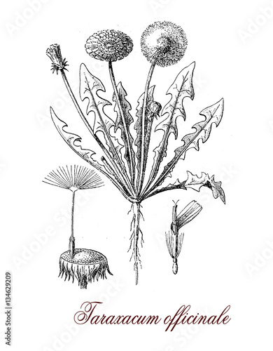 Taraxacum officinale or common dandelium, botanical vintage engraving. The yellow flowers turn in round balls or fruits dispersed with the wind known as blowballs or clocks