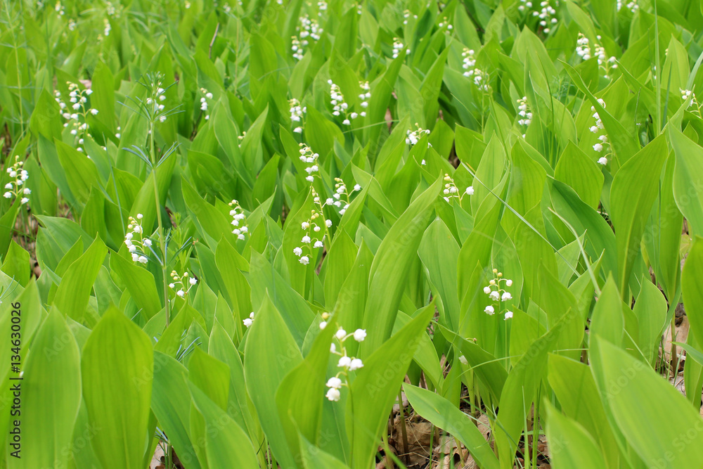 Lily of the valley (convallaria majalis) Lily of the valley (convallaria majalis)