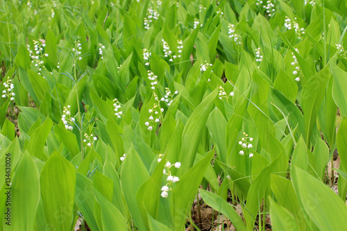 Lily of the valley (convallaria majalis)