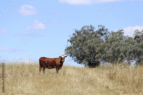 Cows on pasture Mudgee, Australia