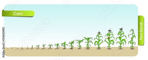 Есо Corn grows from the seed stage plant growing