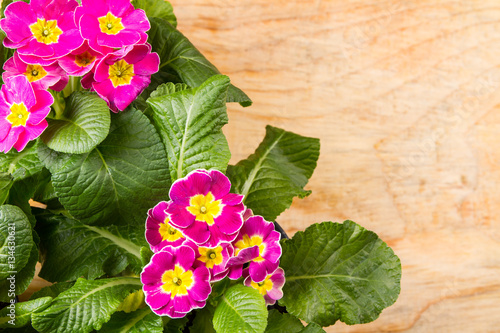 Flowers primula hethor on a table photo