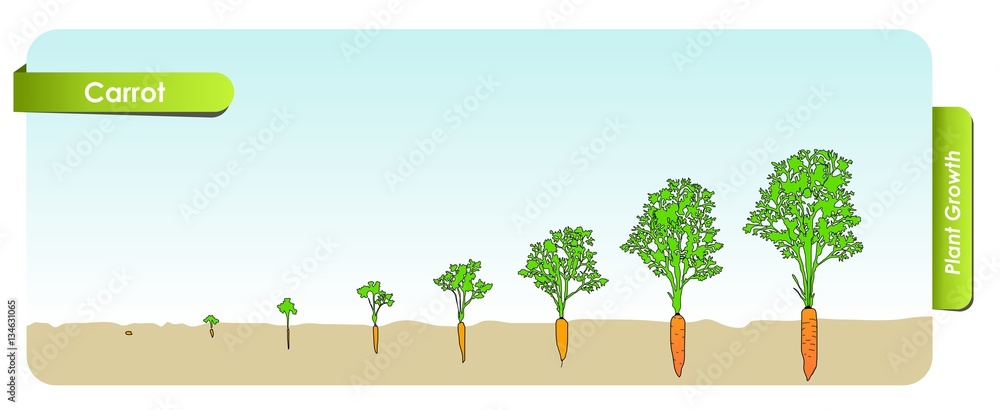 Fototapeta premium Есо Carrot grows from the seed stage plant growing