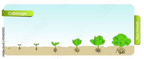 Есо Cabbage grows from the seed stage plant growing