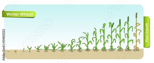Есо Winter Wheat grows from the seed stage plant growing