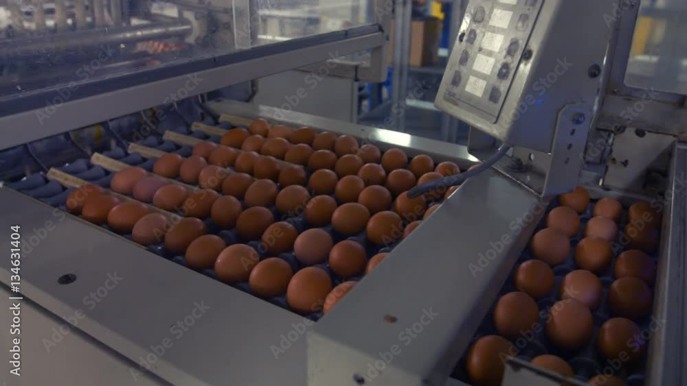 Eggs moving on the production line in factory Eggs moving on the production line in factory