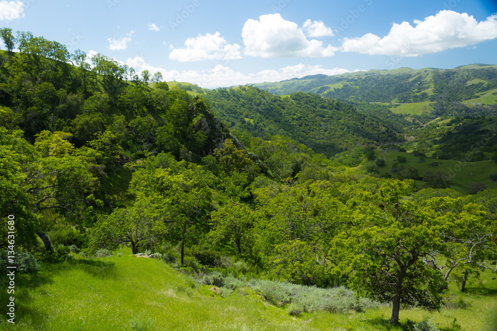 A hiking trail winds up a canyon with lush, grassy hills with oak trees and poppies
