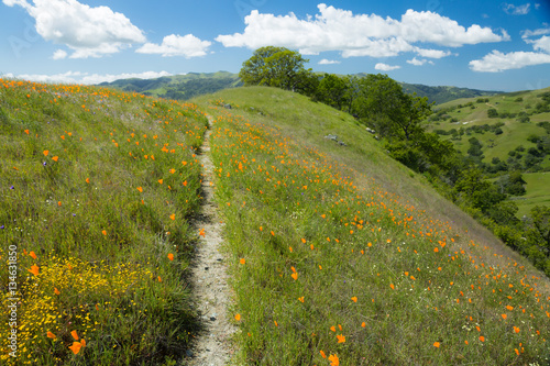 Fotografie, Obraz California poppies grow on a lush, grassy hill with oak trees, rocks, and a hiki