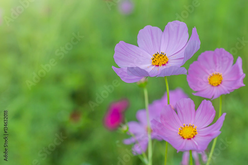 Beautiful cosmos flower in garden with sunlight