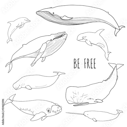 Set of different whales. Vector illustration of marine mammals, isolated on white background. Dolphin, cachalot, narwal, orca, humpback, white, bowhead, right whale. Be free. Line drawing